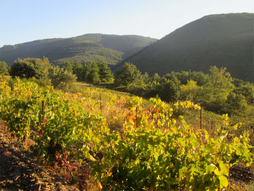 Languedoc syrah-RomainPion