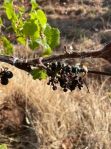 Zig Zag Rd Winery - Farming grapes