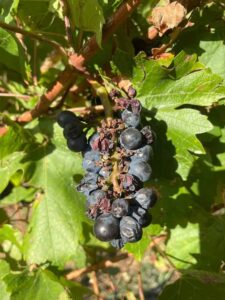 Zig Zag Rd Winery - Farming grapes