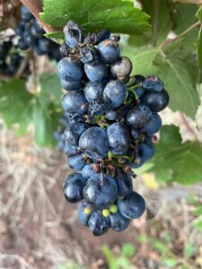 Zig Zag Rd Winery - Farming grapes