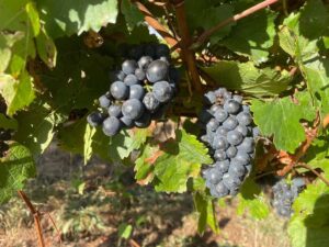 Zig Zag Rd Winery - Farming grapes