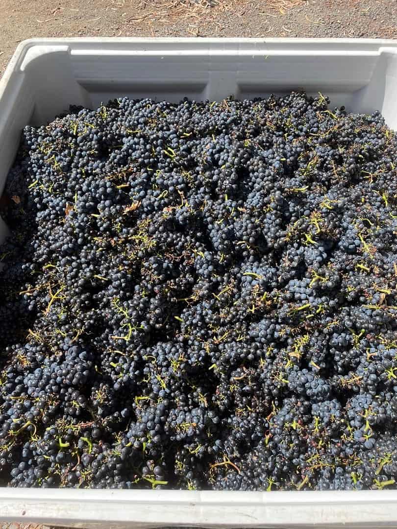 Zig Zag Rd Winery – Farming – harvest Zig Zag Rd Winery - Farming harvest grapes